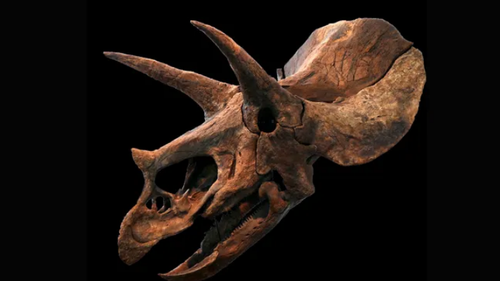 Triceratops hidup antara 67 juta hingga 65 juta tahun yang lalu. Spesies ini ditemukan pada tahun 1887.