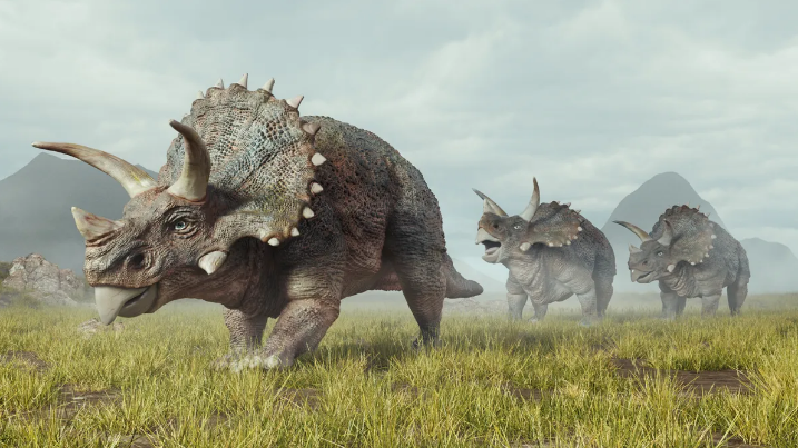 Fosil-fosil yang baru ditemukan menunjukkan bahwa triceratops adalah hewan sosial yang hidup berkelompok.