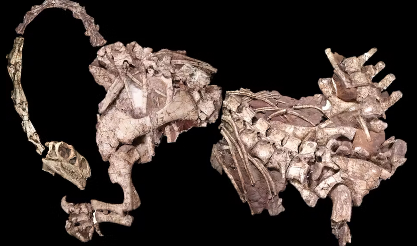 Sisa-sisa fosil dinosaurus berleher panjang Massospondylus.