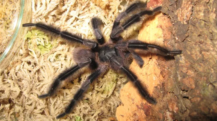 Trichopelma grande, spesies tarantula yang baru ditemukan dengan kaki yang sangat berbulu