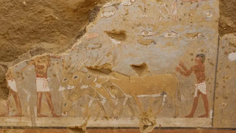 Lukisan dinding Mesir kuno yang memperlihatkan keledai tengah mengirik gandum di lantai. Lukisan dinding di makam tersebut memperlihatkan keledai yang sedang mengirik gandum di lantai (livescience.com