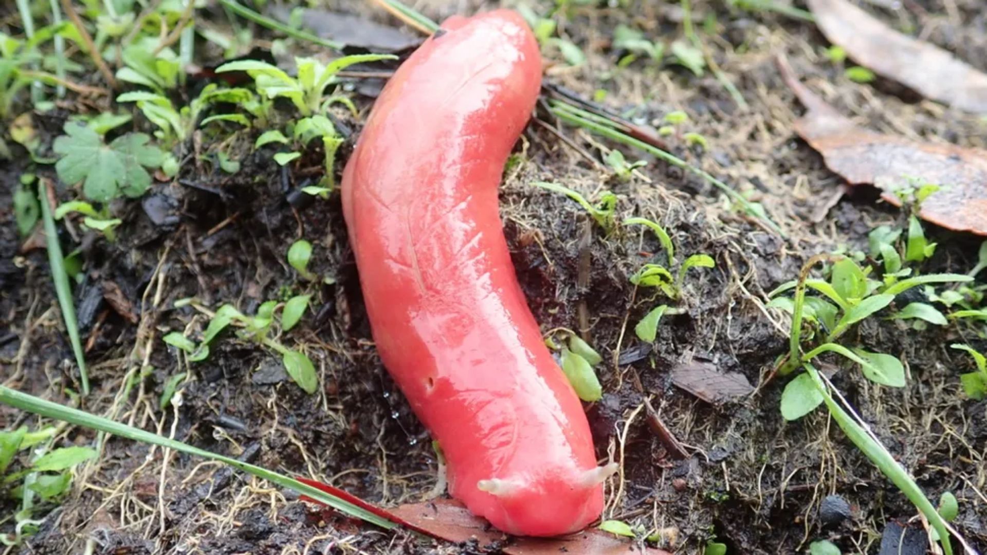 Siput merah muda Gunung Kaputar hampir musnah akibat kebakaran hutan pada tahun 2019, namun acara penangkaran massal membantu jumlah mereka bangkit kembali.