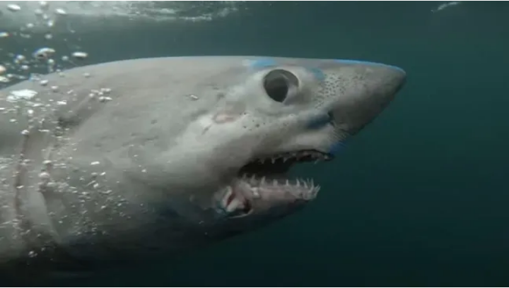 Hiu porbeagle yang sedang hamil setelah ditandai di lepas pantai Cape Codd