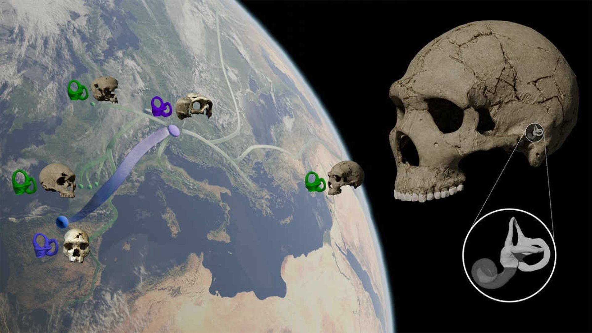 Karya seni mengenai representasi skema sebaran variasi morfologi telinga bagian dalam sepanjang waktu dalam garis keturunan Neanderthal.