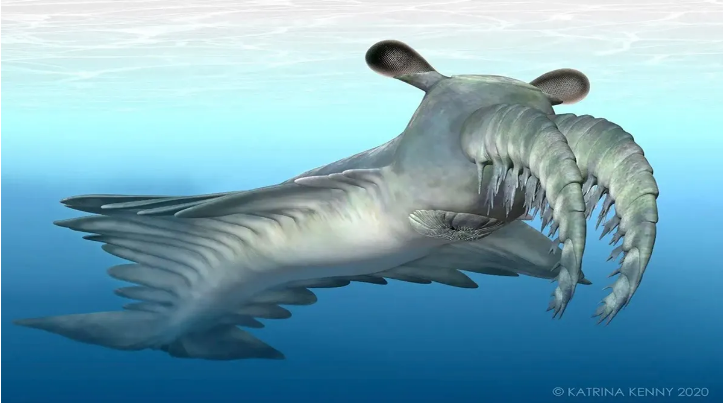 Penggambaran seniman tentang Anomalocaris canadensis, makhluk Kambrium yang menusuk mangsanya dengan pelengkap yang mengancam.