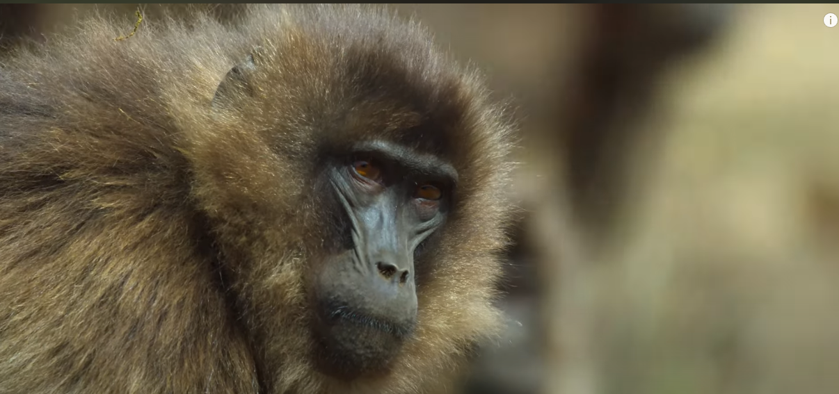 Monyet Gelada (YouTube.com / National Geographic)
