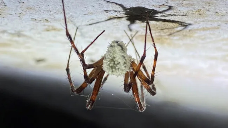 Jamur laba-laba zombi ( Gibellula attenboroughii ) menginfeksi laba-laba saat mereka masih hidup. (Kredit gambar: Tim Fogg/CABI)
