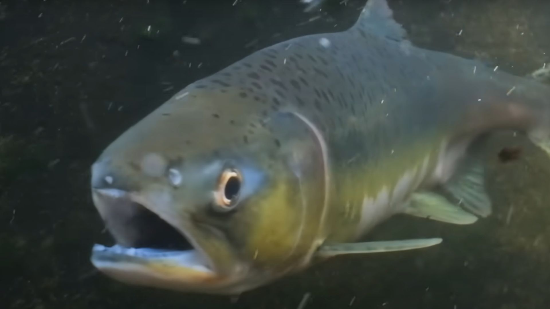 Ikan Salmon (YouTube.com/National Geographic)