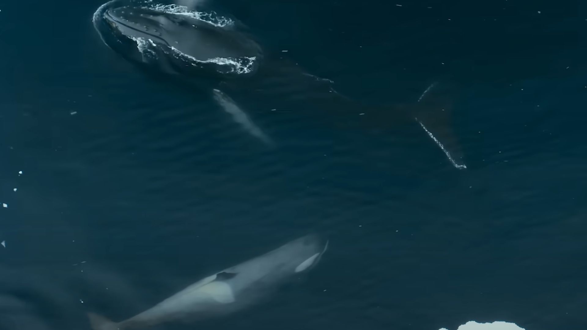 Paus bungkuk yang muncul mengganggu paus pembunuh  (YouTube.com/National Geographic)