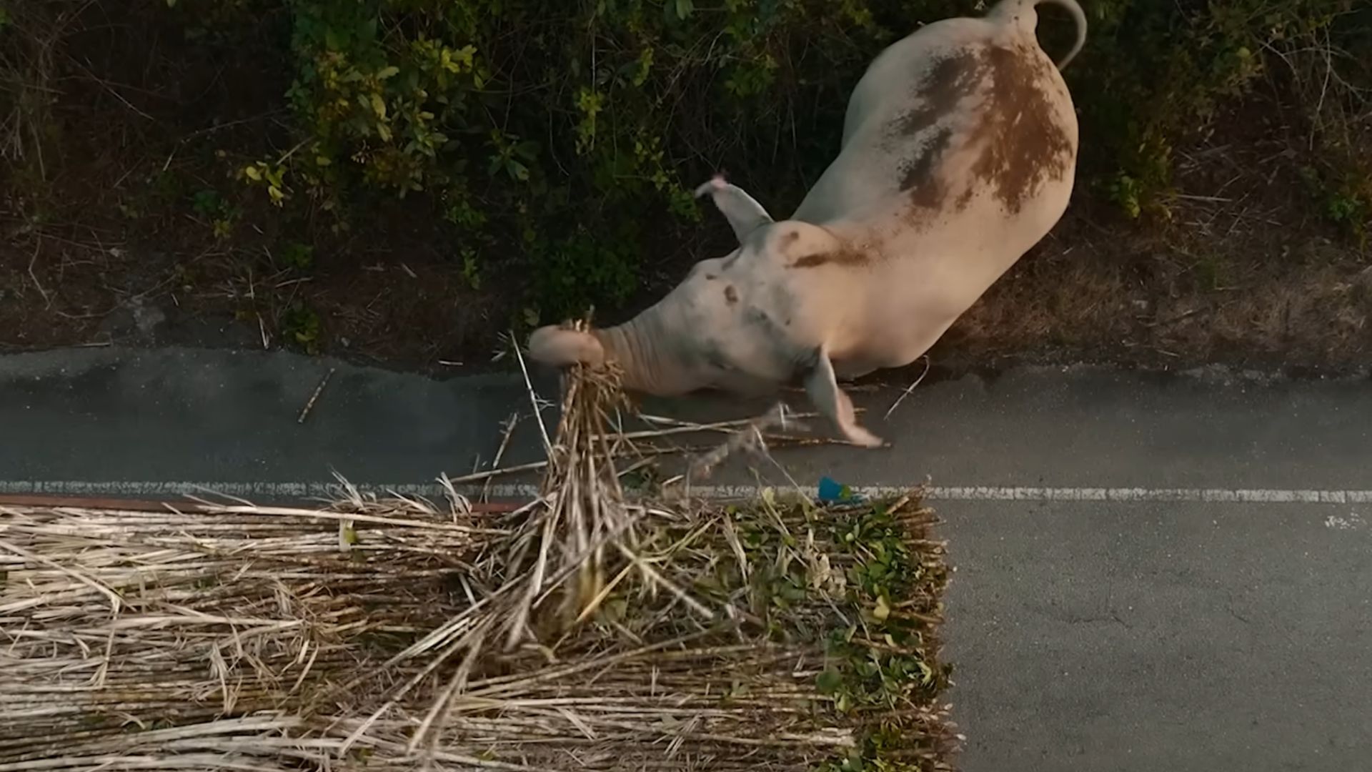Gajah Pintar di thailand sedang mengambil upeti (YouTube.com/National Geographic)