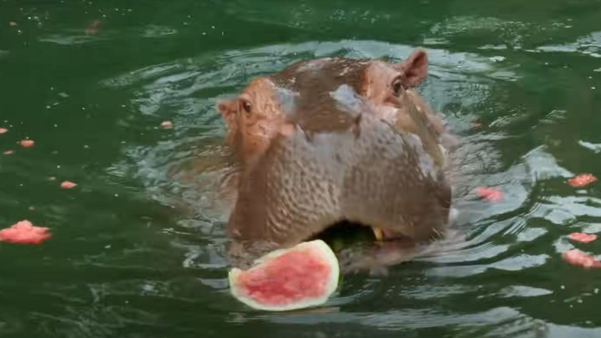 Kuda Nil sedang makan semangka (YouTube.com/National Geographic)