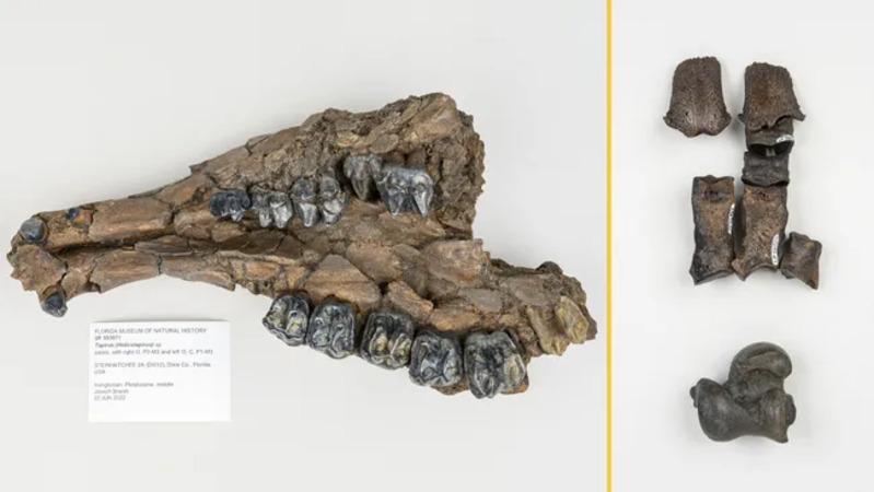 (Sumber gambar: Museum Florida/Kristen Grace)