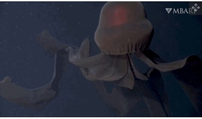 Ubur-ubur hantu (Stygiomedusa gigantea) adalah salah satu hewan laut yang paling sulit ditangkap. (Kredit gambar: &copy; 2021 MBARI)