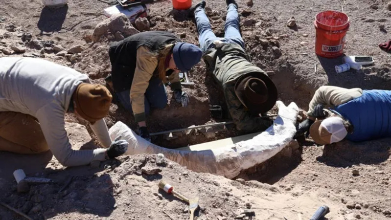 Foto para peneliti sedang membungkus gading mamut  di Texas Barat. Para peneliti menggali gading mamut langka di O2 Ranch di Brewster, Texas Barat. (Kredit gambar: Devin Pettigrew/CBBS)