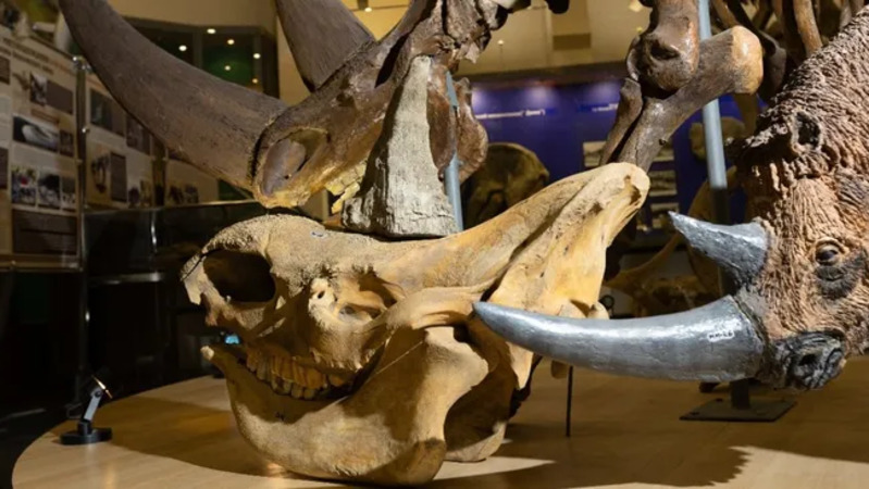 Cula badak berbulu yang ditemukan di samping bangkai mumi yang diletakkan di atas tengkorak fosil di sebuah museum. (Kredit gambar: Michiel Yakovlev/NEFU)