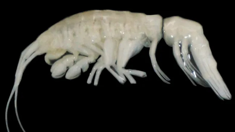 Crustacea yang baru ditemukan Ducibella camanchaca adalah amfipod predator besar pertama . (Kredit gambar: JohannaWeston, &copy;WoodsHole Oceanographic Institution)