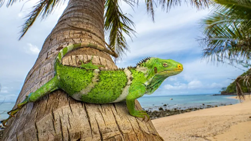 Empat spesies iguana hidup di Fiji &mdash; termasuk iguana jambul ini ( Brachylophus vitiensis ). (Kredit gambar: Nicholas Hess)