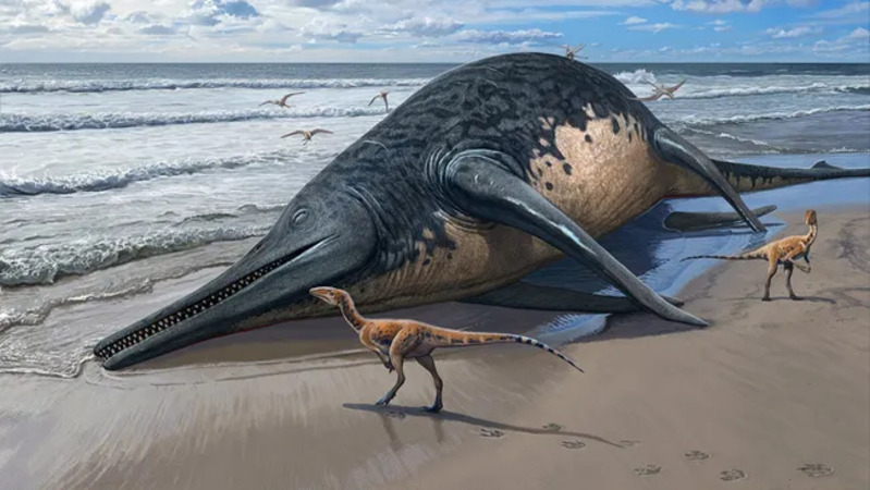 Bangkai spesies yang terdampar di pantai. (Kredit gambar: Sergey Krasovskiy, CC-BY 4.0)