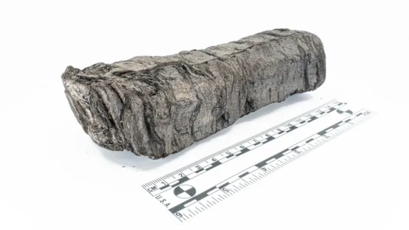 Gulungan Herculaneum terkubur akibat letusan Gunung Vesuvius 2.000 tahun yang lalu. (Kredit gambar: Vesuvius Challenge)