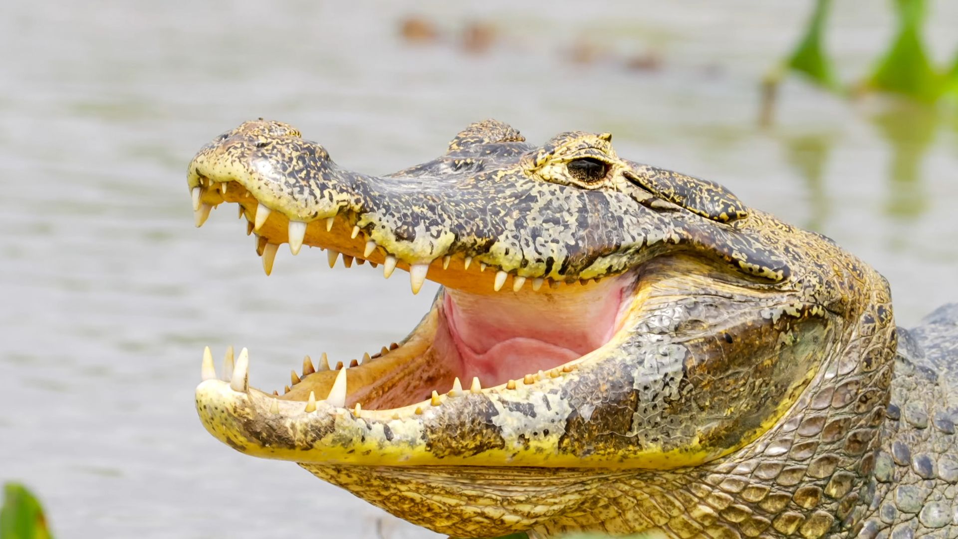 Buaya (canva.com)