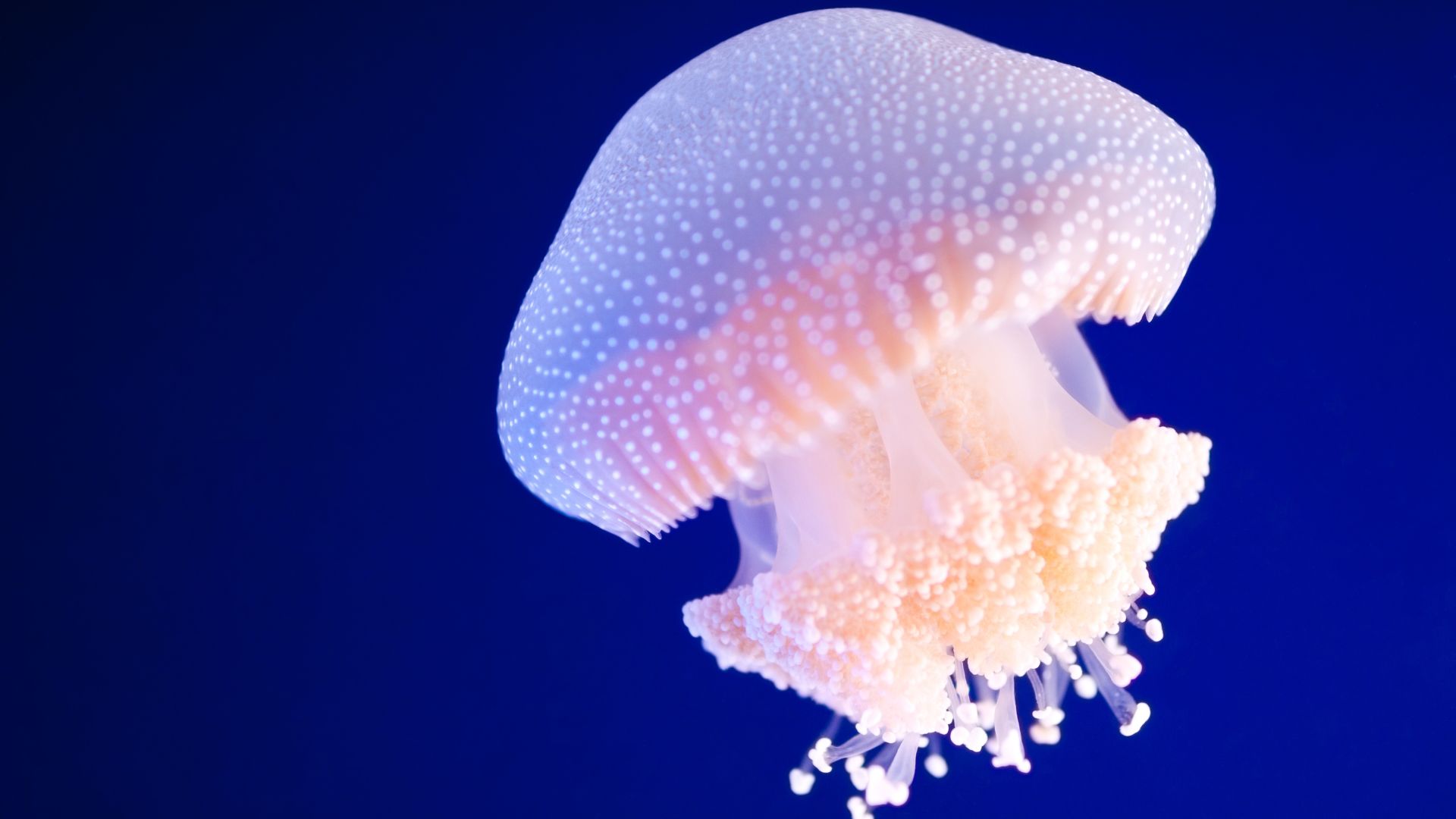 Jellyfish (canva.com)
