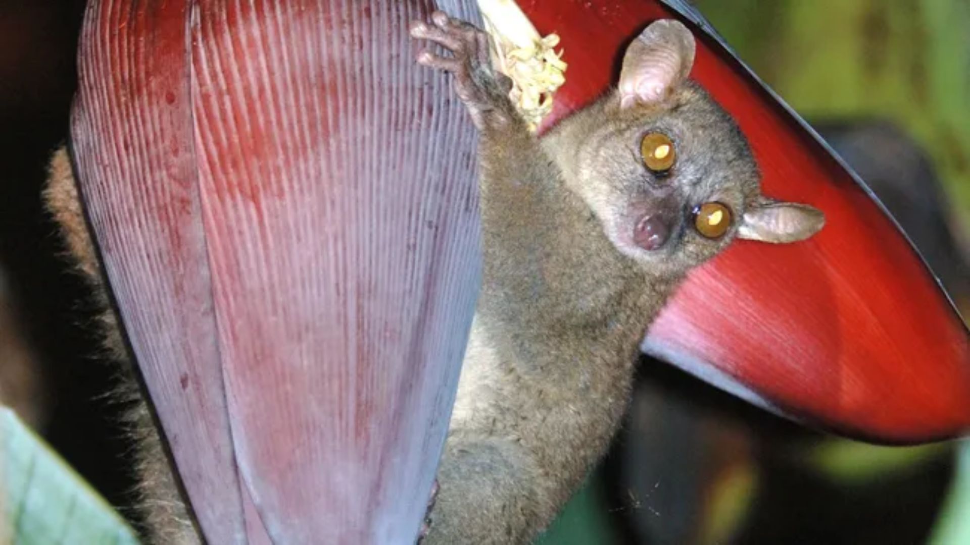 Lemur tikus raksasa utara (credit :  Russell Mittermeier - Own work, CC BY-SA 4.0,)