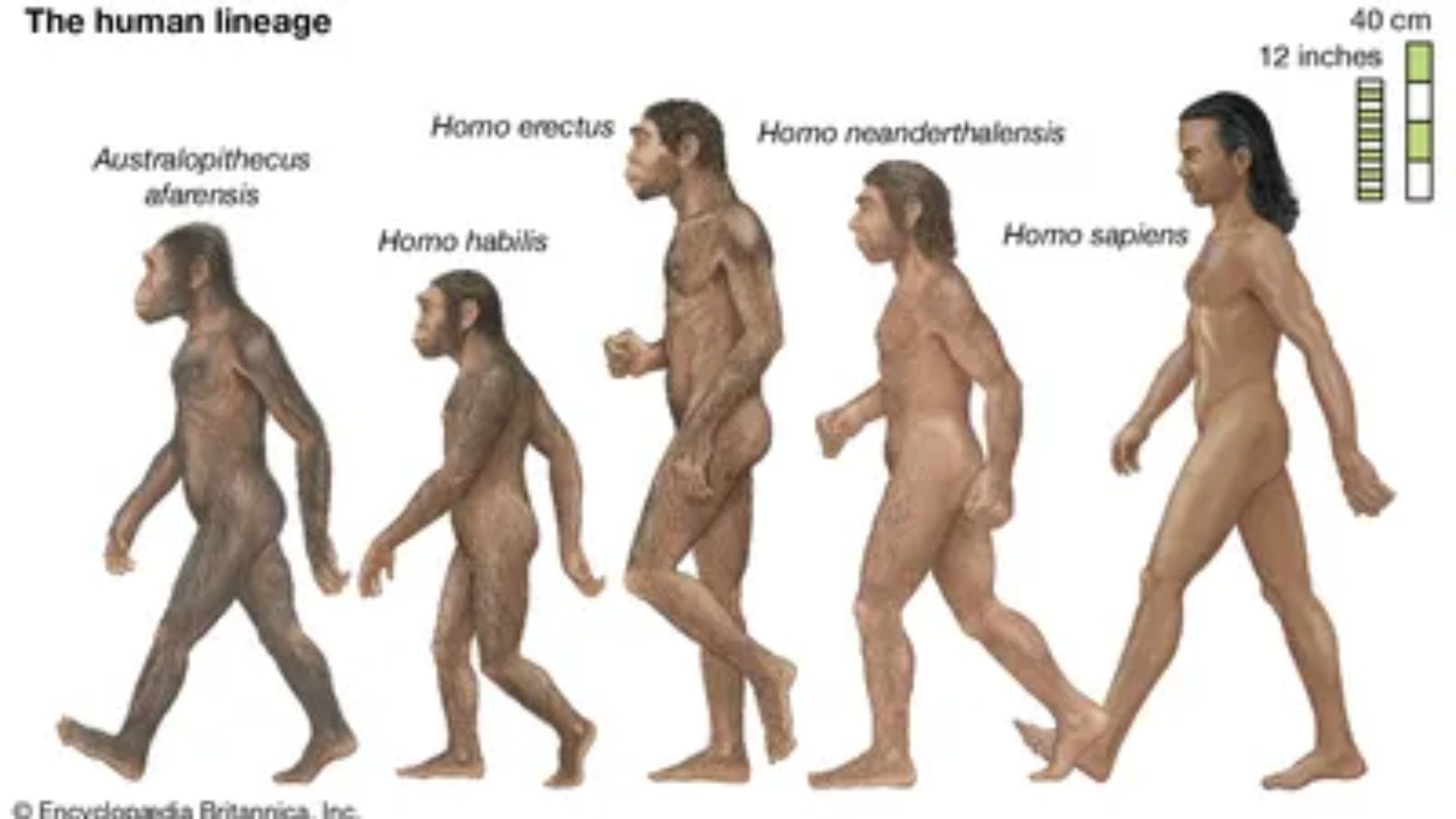Evolusi manusia purba (www.britannica.com)