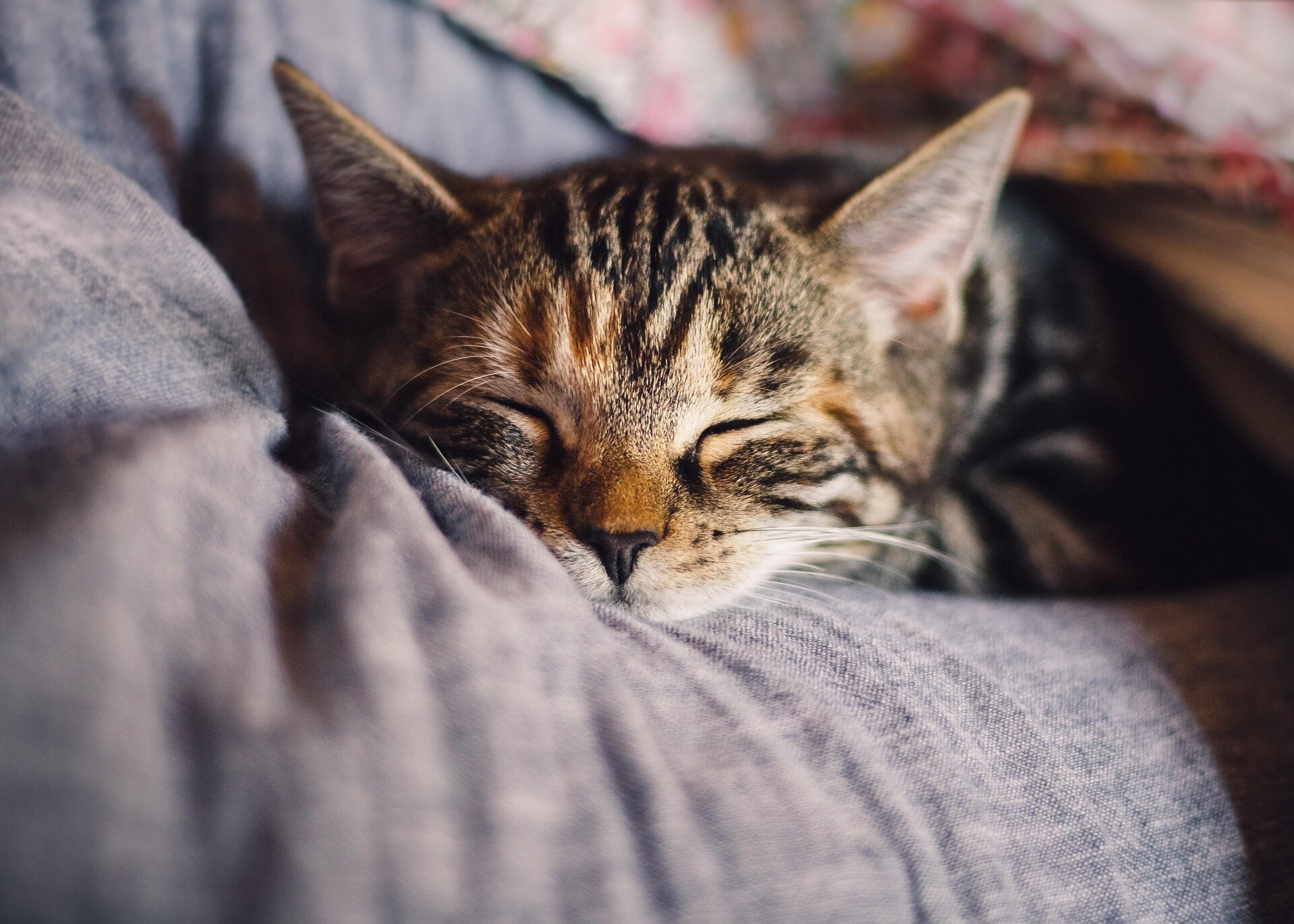 Kisah rumit tentang asal usul kucing domestik: Penelitian mengarah ke Tunisia