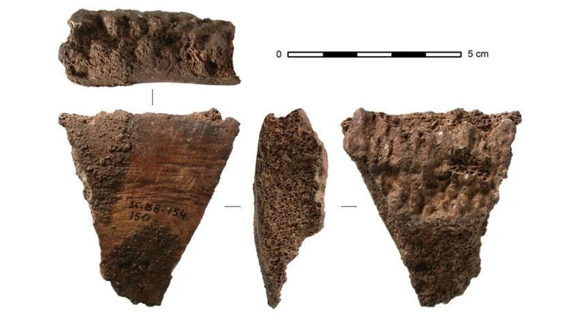 Fragmen tulang belakang paus sirip yang ditemukan di situs Santa Catalina di Spanyol utara (credit : Jean-Marc P&eacute;tillon)