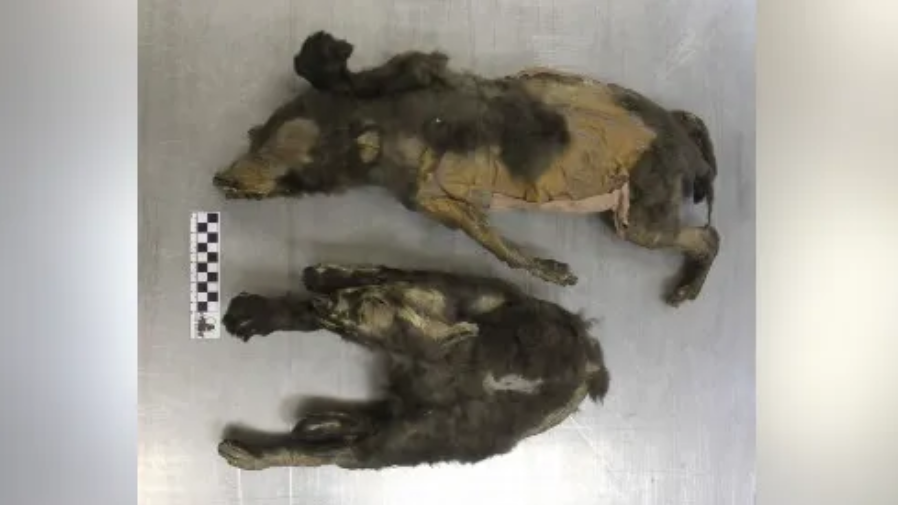 Dua anak anjing zaman es yang ditemukan di dekat Tumat, Siberia.