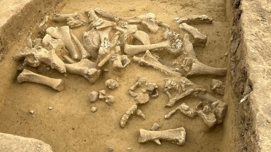 Sisa-sisa mammoth yang ditemukan di Austria.