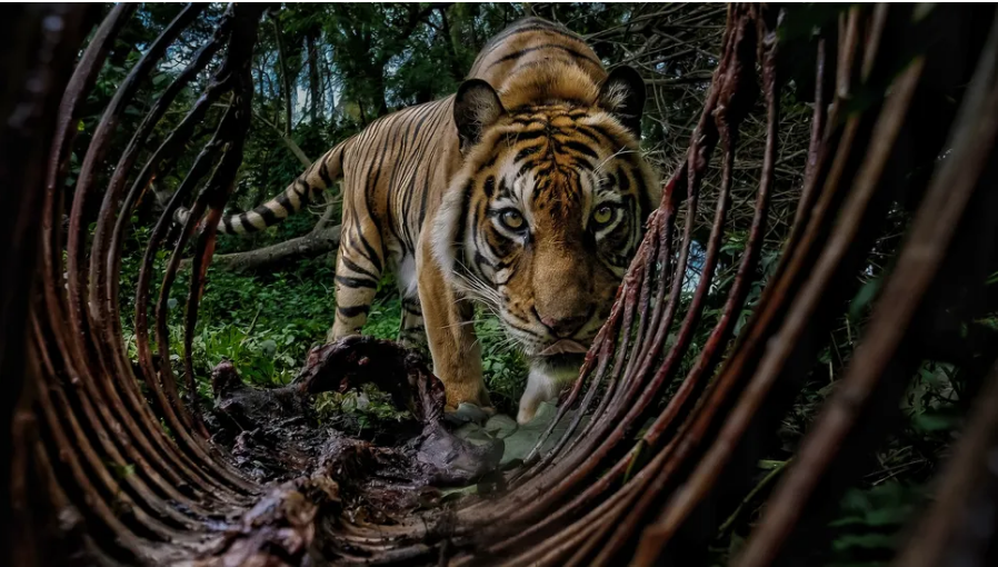 "Penjaga Hutan," karya Bambang Wirawan, pemenang Penghargaan Pilihan Mahasiswa.