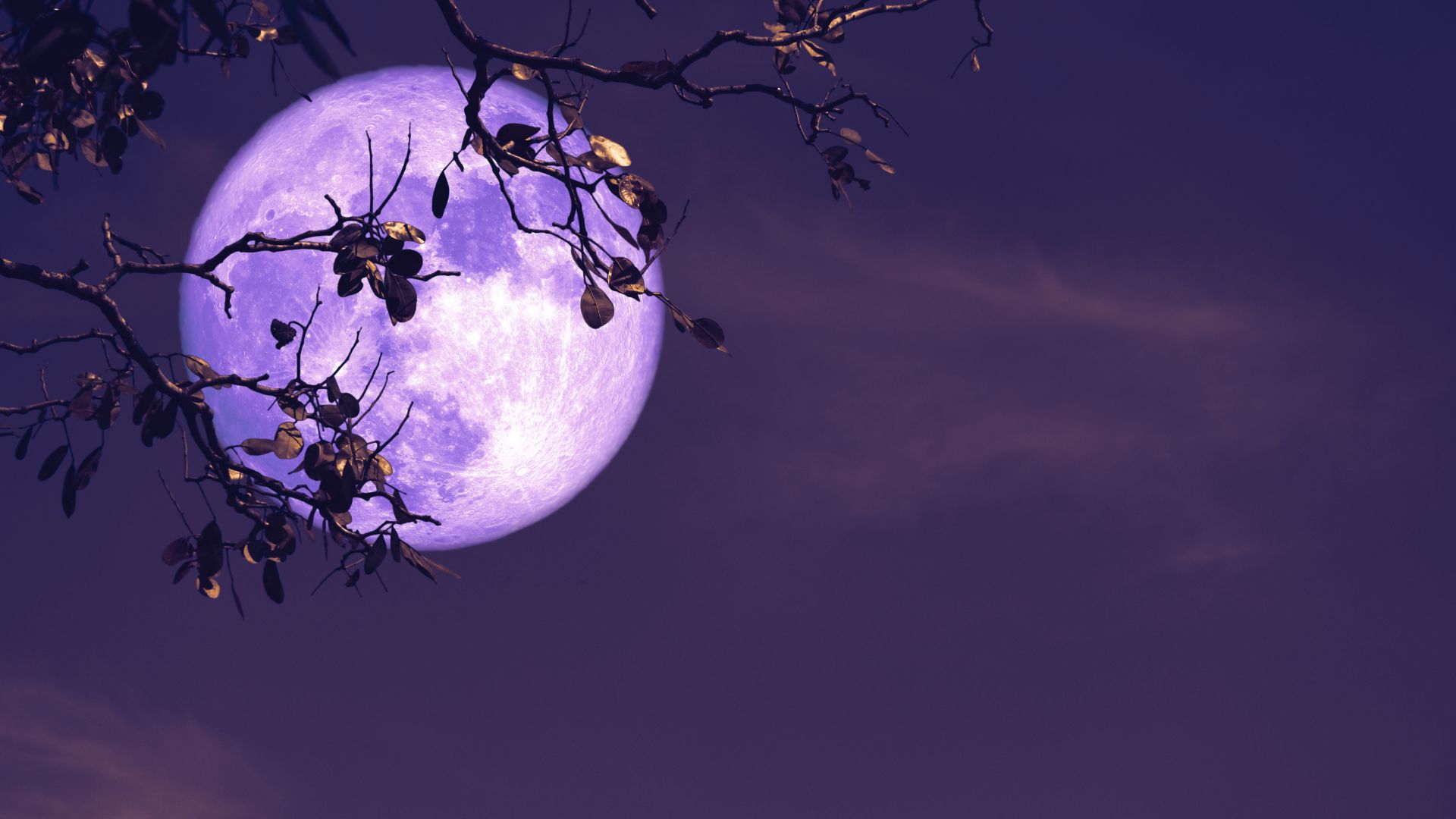 Ilustrasi full moon (canva.com)