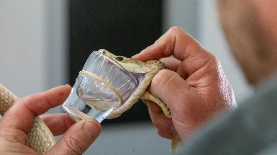 Seorang penjaga memegang seekor kura-kura pesisir (Oxyuranus scutellatus) bernama Cyclone di atas kaca pembidik yang dilapisi film plastik untuk mengeluarkan bisa dari taring ular tersebut.