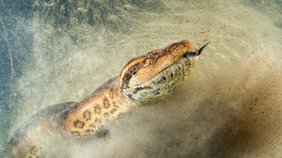 Ular yang baru ditemukan ini jauh lebih panjang dari ular manapun yang masih hidup, termasuk anaconda hijau ini.