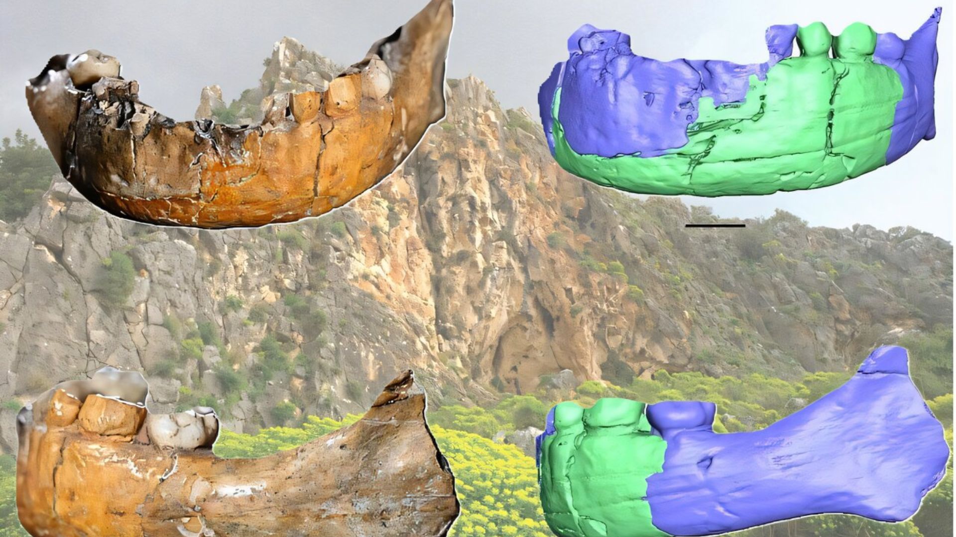 Skhūl I dan gambar berbasis CT scan pada tampak anterior dan lateral kiri. Biru = tulang; hijau = rekonstruksi, skala batang = 1 cm. (credit: Dan David Center of Human Evolution, Tel Aviv University)