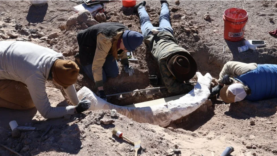 Para peneliti menggali gading mammoth yang langka di Peternakan O2 di Brewster, Texas Barat.