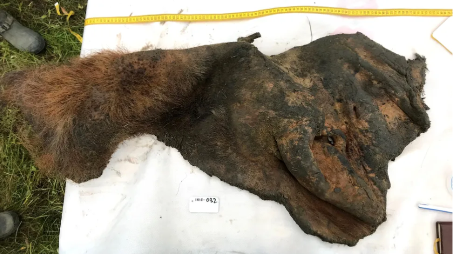 Untuk pertama kalinya, para ilmuwan telah menentukan struktur genom 3D dari sel kulit mammoth berbulu (Mammuthus primigenius).