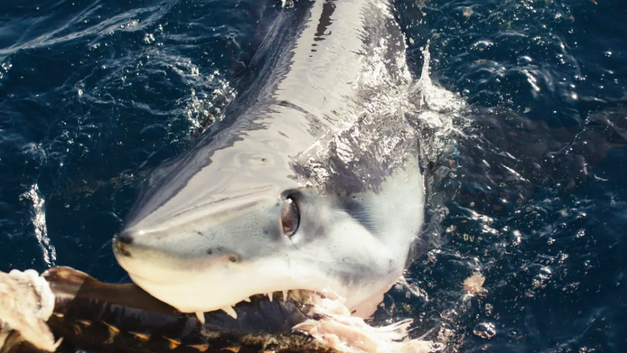 Seekor hiu mako yang ditangkap oleh tim Shark Week saat membuat film &ldquo;Black Makos of the Abyss.&rdquo;