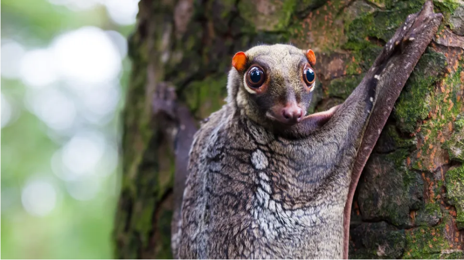 Colugo memiliki layar yang terbuat dari kulit yang memungkinkan mereka untuk meluncur sekitar 300 kaki di antara kanopi pohon.