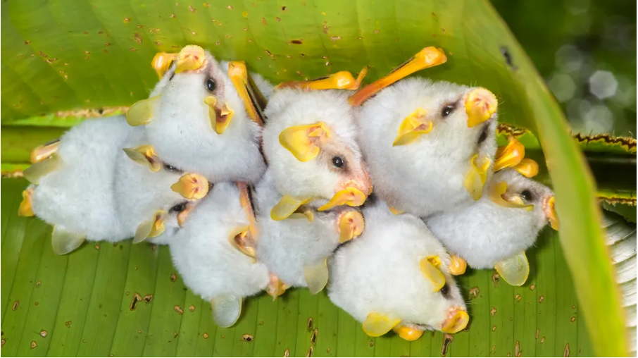 Kelelawar putih Honduras dapat tumbuh hingga 1,9 inci (4,7 cm).