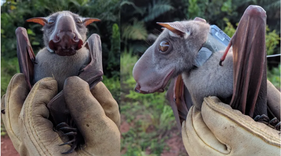 Kelelawar berkepala martil jantan dewasa (Hypsignathus monstrosus) yang dipasangi kalung GPS bertenaga surya untuk penelitian.