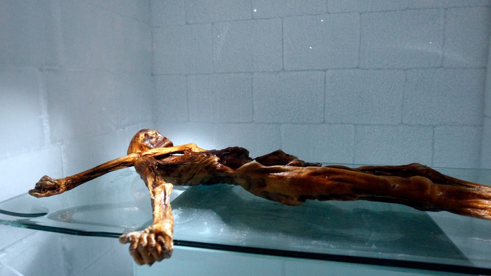 Mumi &Ouml;tzi si Manusia Es setelah dikeluarkan dari es ribuan tahun setelah kematiannya.