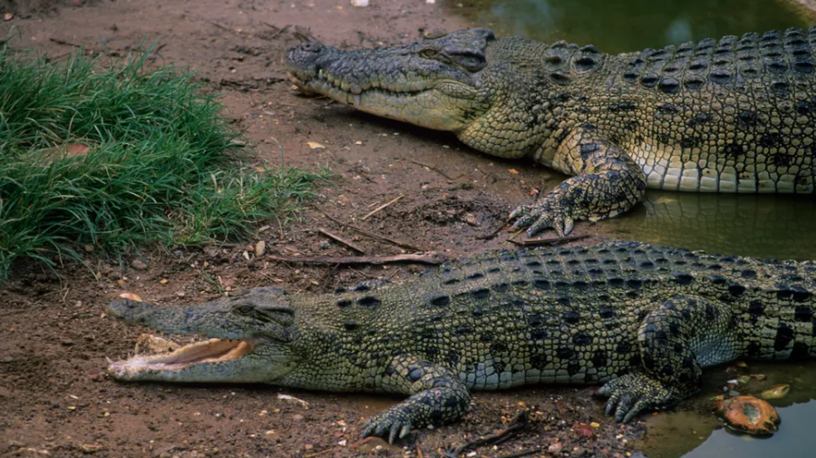 Buaya air asin, seperti yang terlihat di Darwin, Australia, terancam punah akibat perubahan iklim.