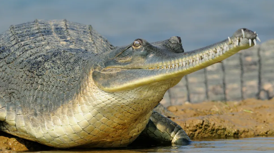 Gharial terpisah dari spesies buaya lainnya lebih dari 40 juta tahun yang lalu.