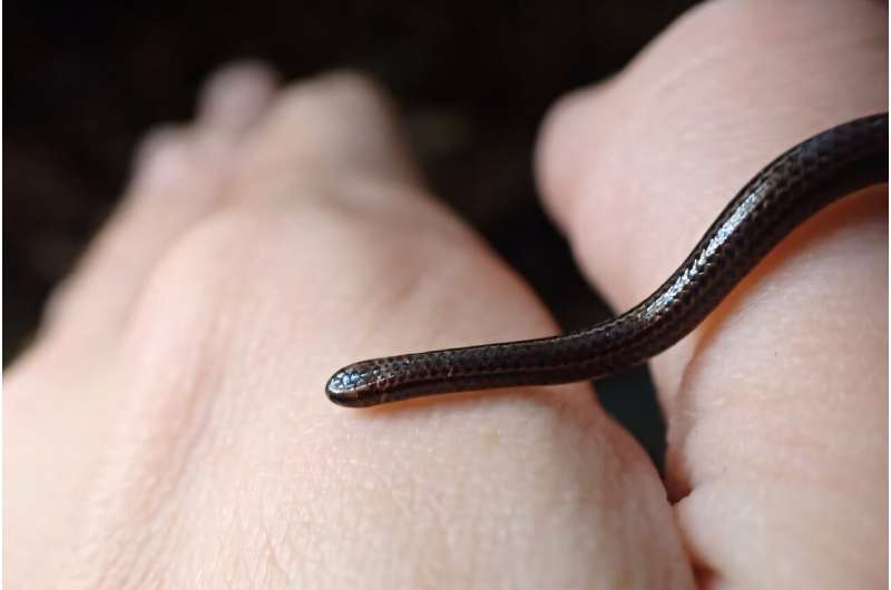 Ular benang Barbados (Tetracheilostoma carlae) ditemukan bersembunyi di bawah batu di Barbados tengah.