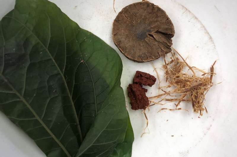 Bahan baku sirih modern: Daun sirih, pinang (Areca catechu L.), pasta batu kapur, tembakau (Nicotiana tabacum L.), dan filamen kulit kayu Senegalia catechu.