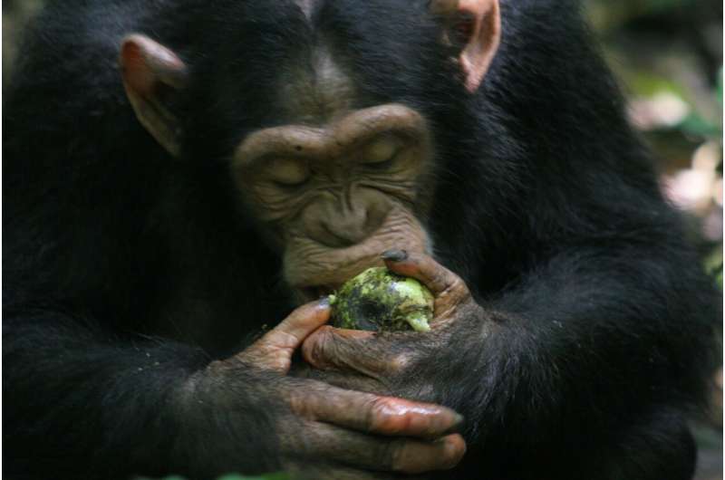 Sebuah makalah baru menciptakan kata "scrumping" untuk menggambarkan kesukaan kera Afrika dalam memakan buah dari lantai hutan.