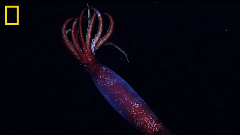 Para peneliti mencatat penampakan pertama yang tercatat dari Gonatus antarcticus yang masih hidup sebagai bagian dari Ekspedisi Perpetual Planet National Geographic dan Rolex.