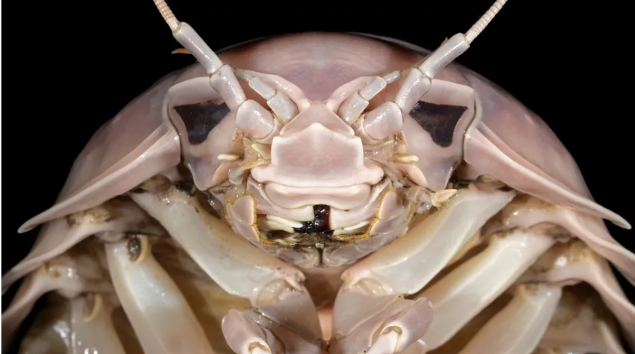 Bathynomus vaderi ditemukan setelah para ilmuwan memperhatikan perbedaan antara spesies ini dan spesies isopod raksasa lainnya.